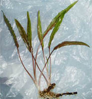 Cryptocoryne cordata