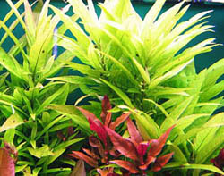 hygrophila corymbosa 'siamensis'